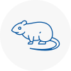 Rat Control Yatton